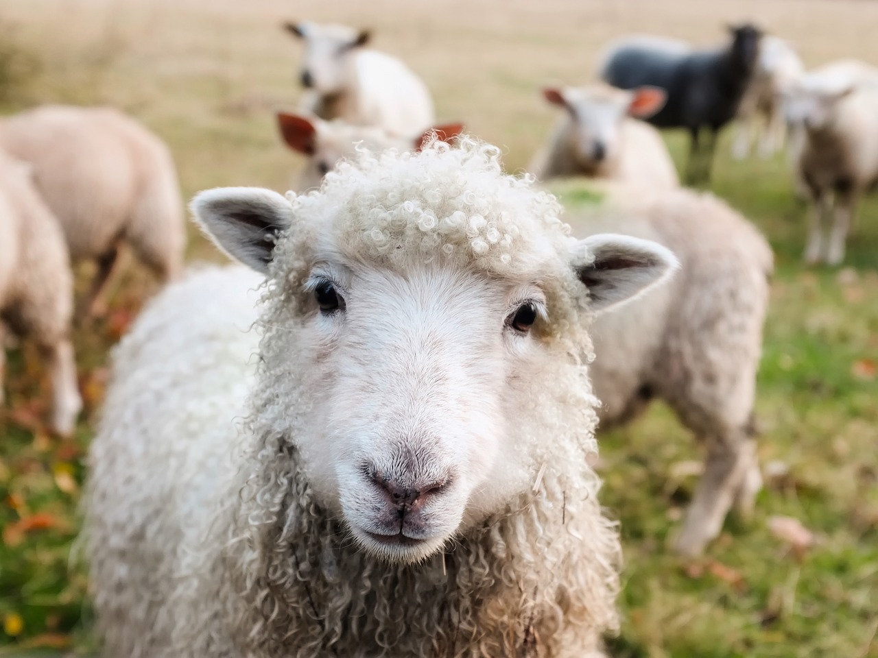 originální dárek pro ženu pasení ovcí