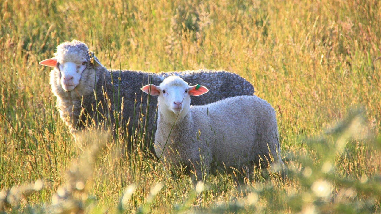 pasení ovcí v Beskydech
